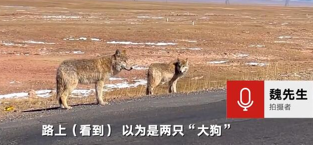 自驾遇狗想拍照被喊话：这是狼啊！