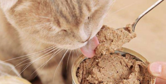 过期猫罐头能吃吗