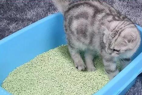 猫砂牌子可以经常换吗