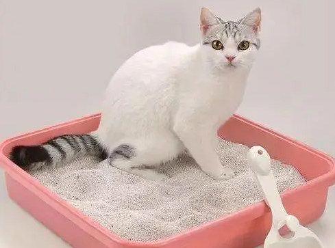 猫砂怎么换合适