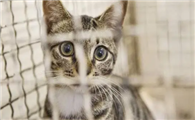 狗笼子可以养猫吗