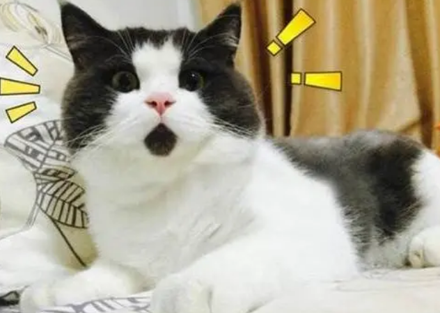 养猫新手必须知晓的事，为什么要用猫砂，多久换一次猫砂最好？