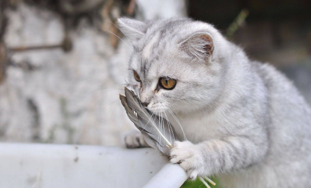 猫咪心情不好怎么办，看完赶紧哄TA！