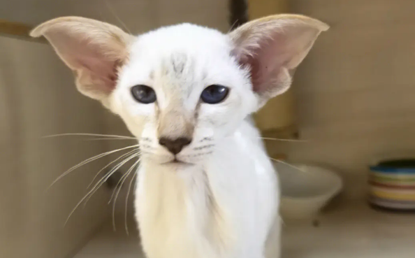 东方短毛猫是什么猫?不懂的朋友看这里 东方短毛猫是什么猫?不懂的朋友看这里