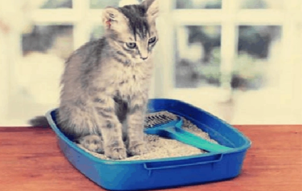猫大便出血怎么回事？这里可以了解~