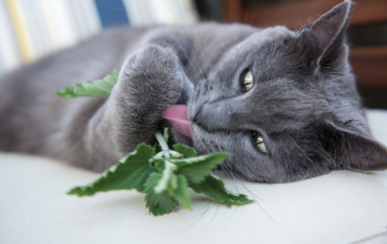 猫咪吃了猫薄荷反应是咋样的？