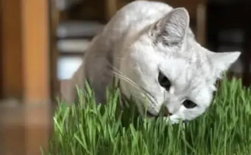 你给猫咪喂食过猫草吗?有经验的人,都知道有这4个好处 你给猫咪喂食过猫草吗?有经验的人,都知道有这4个好处