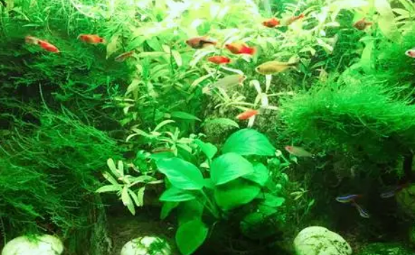 遭遇停电,鱼缸里的硝化细菌会死亡吗? 遭遇停电,鱼缸里的硝化细菌会死亡吗?