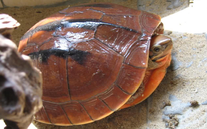 不知道的来看看,三线闭壳龟吃什么东西?