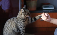 揍猫猫会长记性吗？暴力根本解决不了问题