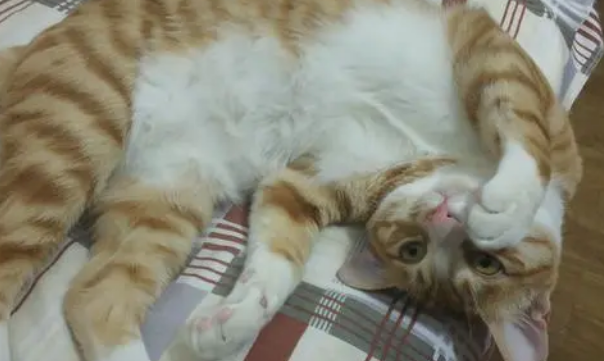 为啥要给猫驱虫？体外驱虫怎么做？