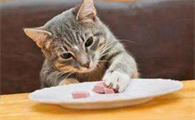 哪个品牌的猫罐头性价比比较好