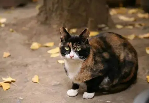 专业找猫团队大概多少钱