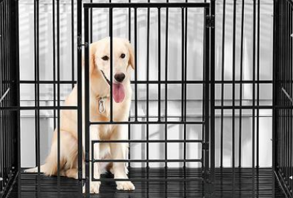 训练狗狗在笼子里上厕所