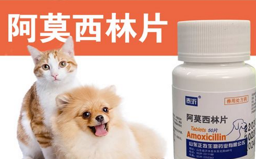 宠物阿莫西林