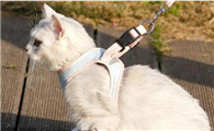 怎样给猫咪带牵引绳才是最舒服