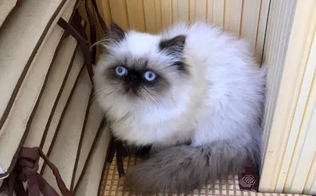 饲养喜马拉雅猫要注意什么?主人来了解下吧 饲养喜马拉雅猫要注意什么?主人来了解下吧