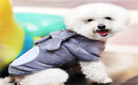 小宠物狗衣服怎么做