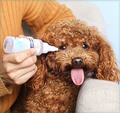 狗狗能用的滴眼液 狗狗能用的滴眼液