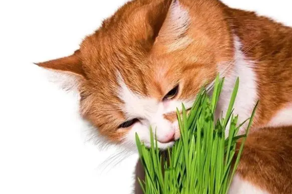 猫咪有必要吃猫草吗? 猫咪有必要吃猫草吗?