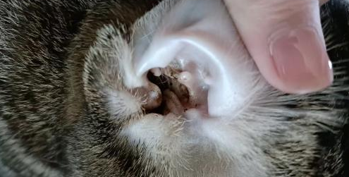 猫咪耳螨原因 猫咪耳螨原因