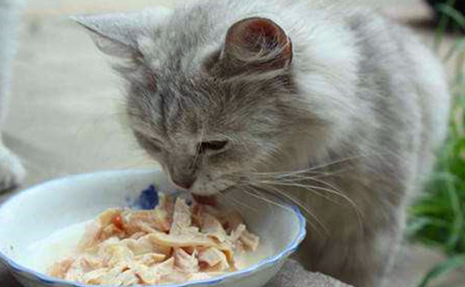 猫需要喂罐头吗