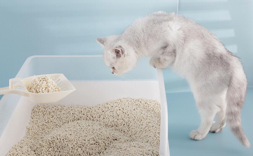 6l猫砂是多少公斤