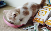 怎样给猫咪喂益生菌