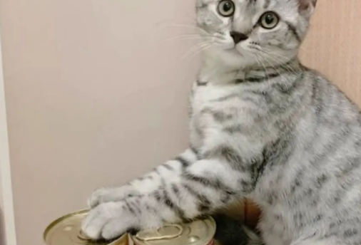 猫罐头是怎么做成的
