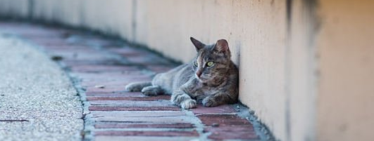 便宜猫粮喂流浪猫