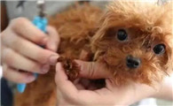 狗体内驱虫可以洗澡吗