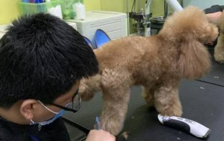 宠物电推剪什么牌子好 宠物电推剪什么牌子好