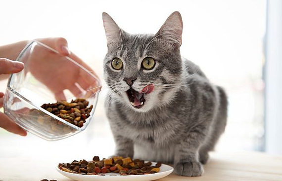 猫粮多少一斤合适
