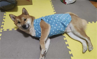 宠物服装有哪些种类
