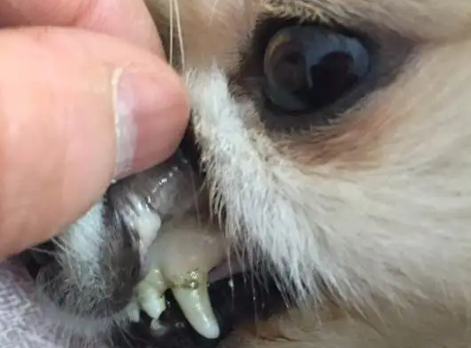 狗得焦虫病是怎么治疗?试试这几个办法 狗得焦虫病是怎么治疗?试试这几个办法