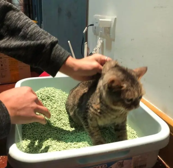 主人换猫砂猫咪进去捣乱，被主人拎起来时一脸懵：发生了什么事？