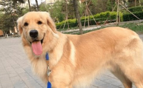 狗狗嘴巴肿了两个大包，以为生病了，正要送医院，结果发现蹊跷