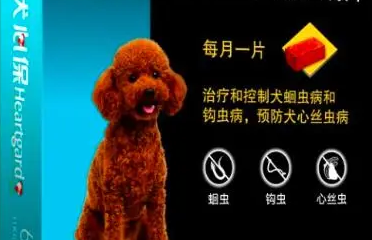 狗狗体内驱虫多久一次？汪星人的驱虫日常