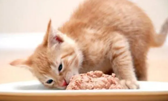 猫罐头算零食吗 猫罐头算零食吗