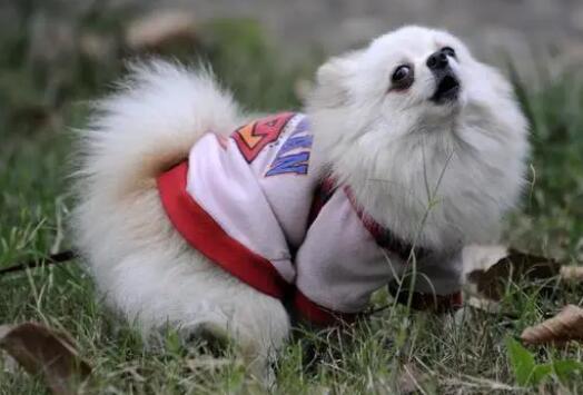 有小狗的衣服吗 有小狗的衣服吗