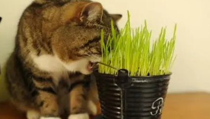 猫草用什么种的比较好 猫草用什么种的比较好