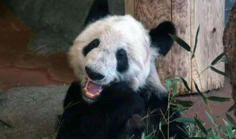 美动物园称希望再租借一对年轻熊猫，关键是能照顾好吗？