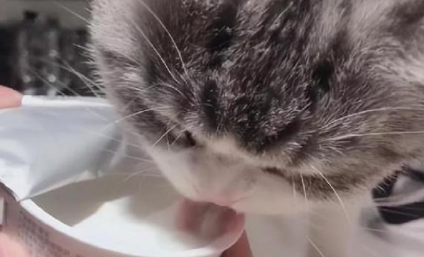 猫咪可以喝的酸奶有哪些