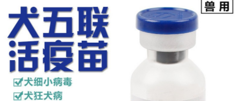 犬的五联疫苗包括哪些-狗狗五联疫苗