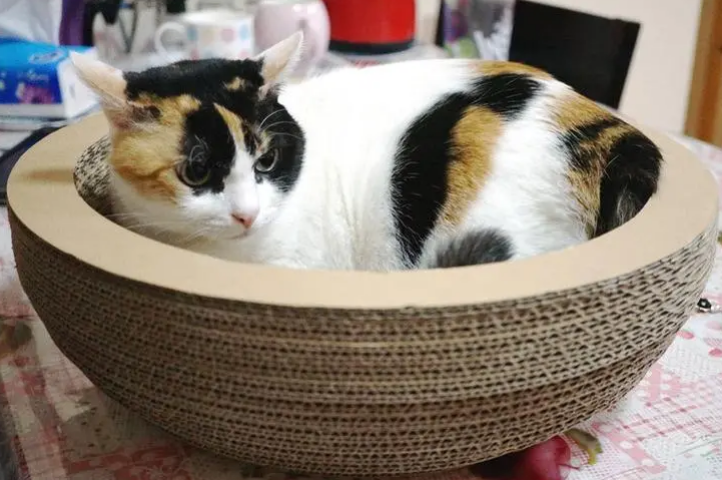 猫咪为什么喜欢抓猫抓板