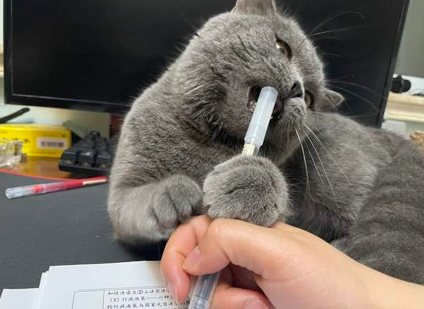过年了,猫咪怎么安排?年末猫咪寄养指南 过年了,猫咪怎么安排?年末猫咪寄养指南