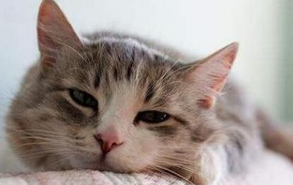 猫咪感冒药在哪里买 猫咪感冒药在哪里买