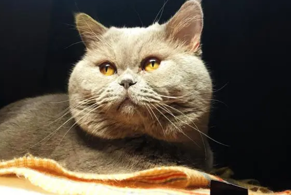 猫咪应该怎么吃营养膏呢 猫咪应该怎么吃营养膏呢