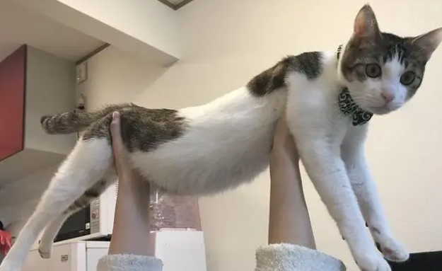 营养膏能代替猫粮吗？日常需要注意什么？