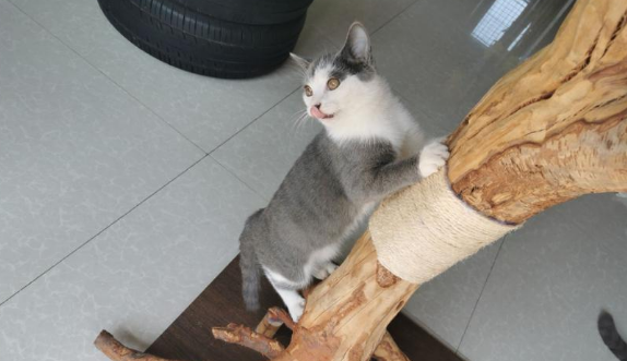 给猫买什么玩具